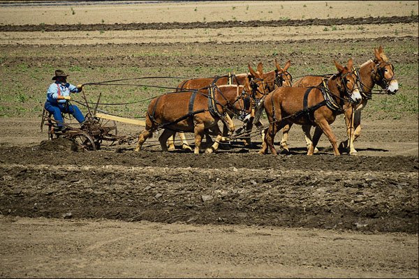 558098 Mule Plowing Demonstration, Red Top Farm, California A4 Photo Print