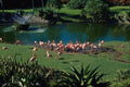 562030 Lush Flora And Wildlife Garden, Dade County A4 Photo Print
