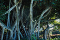 562031 Interesting Bayan Hammock A4 Photo Print