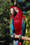 562032 Favorite Florida Attraction, Dade County A4 Photo Print