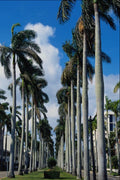562037 Royal Palm Way A4 Photo Print