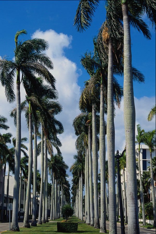 562037 Royal Palm Way A4 Photo Print