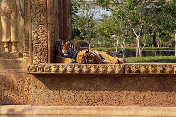 562041 Tiger Pavilion, Miami Zoo A4 Photo Print