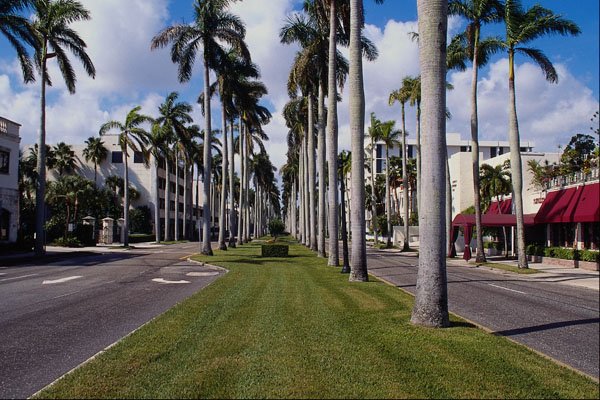 562044 Royal Palm Way A4 Photo Print