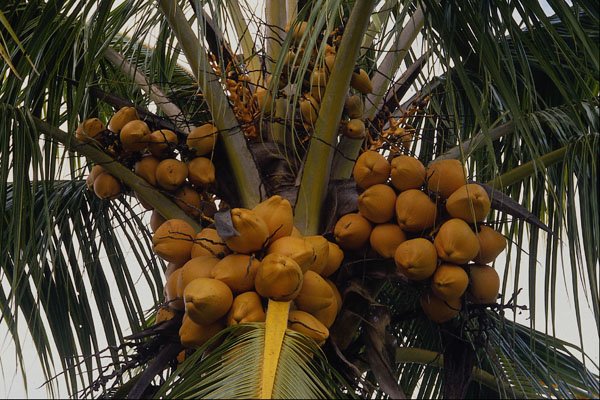 562054 Coconut Palm A4 Photo Print