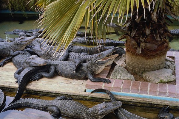 562075 Alligator Bay, Everglades National Park A4 Photo Print