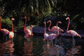 562078 Caribbean Flamingos, Miami Zoo A4 Photo Print