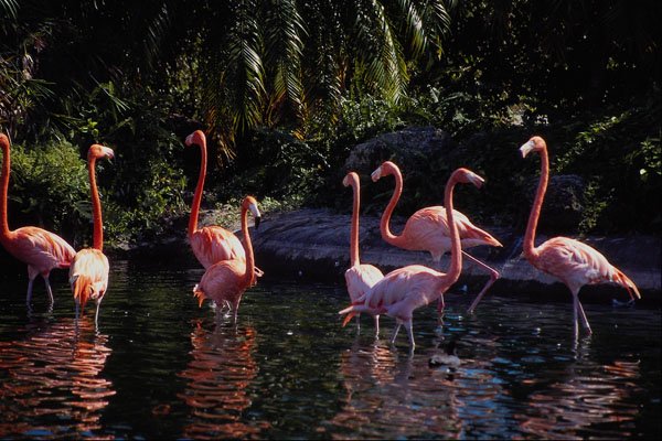 562078 Caribbean Flamingos, Miami Zoo A4 Photo Print