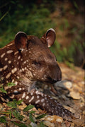 563000 Brazilian Tapir, Young Calf A4 Photo Print