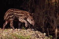 563001 Brazilian Tapir, Young Calf Beside River A4 Photo Print