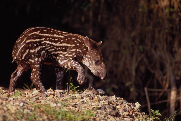 563001 Brazilian Tapir, Young Calf Beside River A4 Photo Print