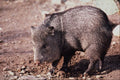 563002 Collared Peccary (javelina) A4 Photo Print