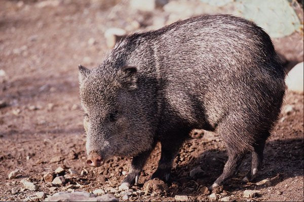 563002 Collared Peccary (javelina) A4 Photo Print