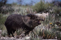 563003 Collared Peccary (javelina) Yawning Amid Flowering Cacti A4 Photo Print