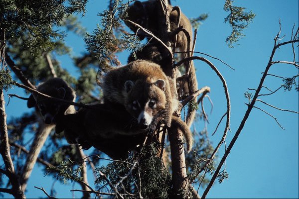 563004 Coatimundi, Mother And Young In Tree A4 Photo Print