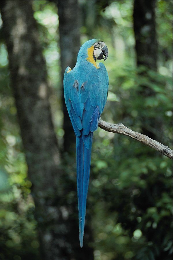 563005 Blue And Yellow Macaw A4 Photo Print