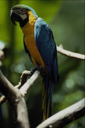 563006 Blue And Yellow Macaw A4 Photo Print