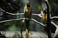 563007 Blue And Yellow Macaw A4 Photo Print
