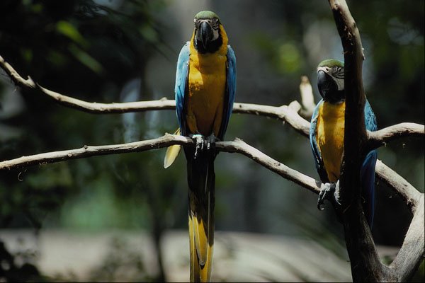 563007 Blue And Yellow Macaw A4 Photo Print