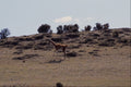 563008 Guanaco (Lama Guanicoe) A4 Photo Print