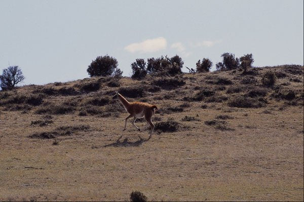563008 Guanaco (Lama Guanicoe) A4 Photo Print
