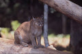 563009 South American Puma A4 Photo Print