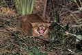 563010 Pampas Cat (Felis Colocolo) A4 Photo Print