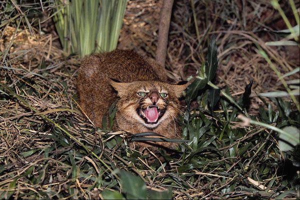 563010 Pampas Cat (Felis Colocolo) A4 Photo Print
