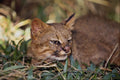 563011 Pampas Cat (Felis Colocolo) A4 Photo Print
