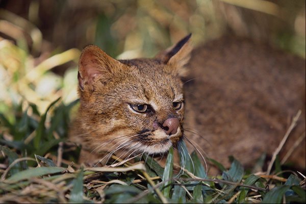 563011 Pampas Cat (Felis Colocolo) A4 Photo Print