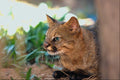 563012 Pampas Cat (Felis Colocolo) A4 Photo Print