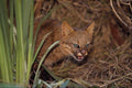 563013 Pampas Cat (Felis Colocolo) A4 Photo Print