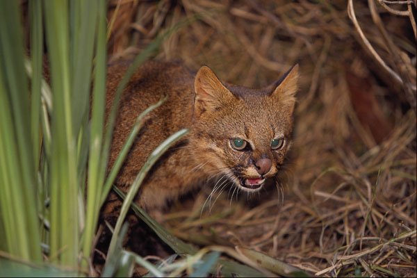 563013 Pampas Cat (Felis Colocolo) A4 Photo Print