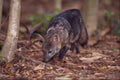 563014 Crab eating Fox (Cerdocyon Thous) A4 Photo Print
