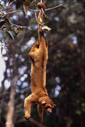563016 Kinkajou (Potos Flavus) A4 Photo Print