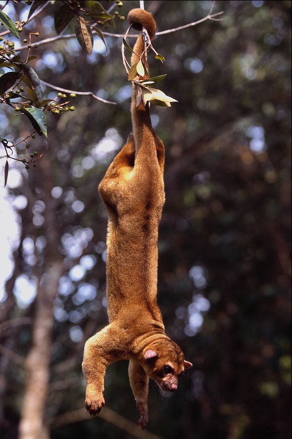 563016 Kinkajou (Potos Flavus) A4 Photo Print