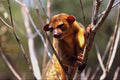 563017 Kinkajou (Potos Flavus) A4 Photo Print