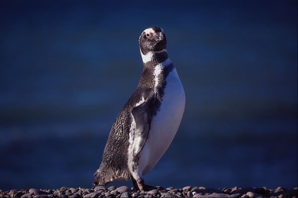 563018 Magellanic Penguin A4 Photo Print