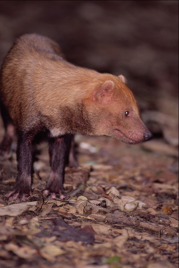 563019 Bush Dog (Speothos Venaticus) A4 Photo Print
