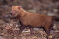 563020 Bush Dog (Speothos Venaticus) A4 Photo Print