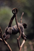 563021 Wooly Monkey (Lago thrix Lagothrica) A4 Photo Print