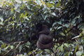 563022 Wooly Monkey (Lago thrix Lagothrica) A4 Photo Print
