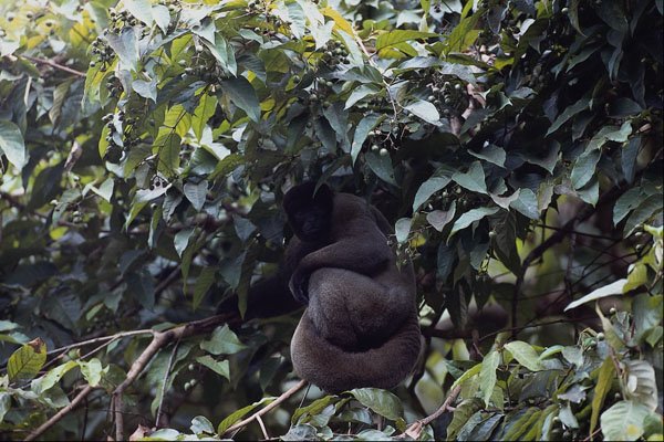 563022 Wooly Monkey (Lago thrix Lagothrica) A4 Photo Print