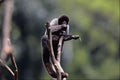 563023 Wooly Monkey (Lago thrix Lagothrica) A4 Photo Print