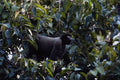 563024 Wooly Monkey (Lago thrix Lagothrica) A4 Photo Print