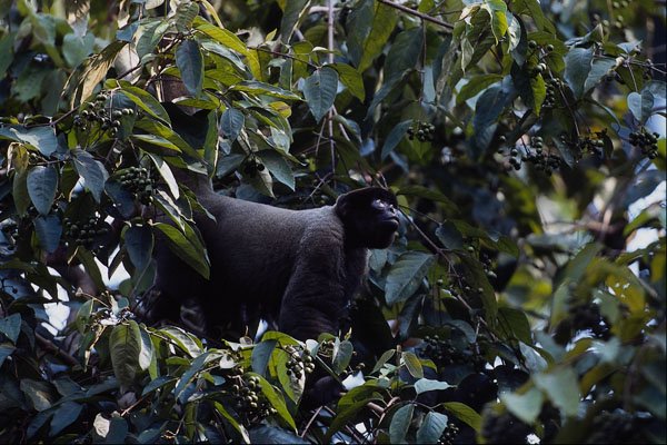 563024 Wooly Monkey (Lago thrix Lagothrica) A4 Photo Print