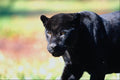 563025 Jaguar, Black phase (Panthera Onca) A4 Photo Print