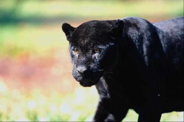 563025 Jaguar, Black phase (Panthera Onca) A4 Photo Print