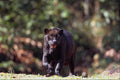 563026 Jaguar, Black phase (Panthera Onca) A4 Photo Print