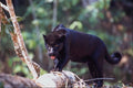 563027 Jaguar, Black phase (Panthera Onca) A4 Photo Print